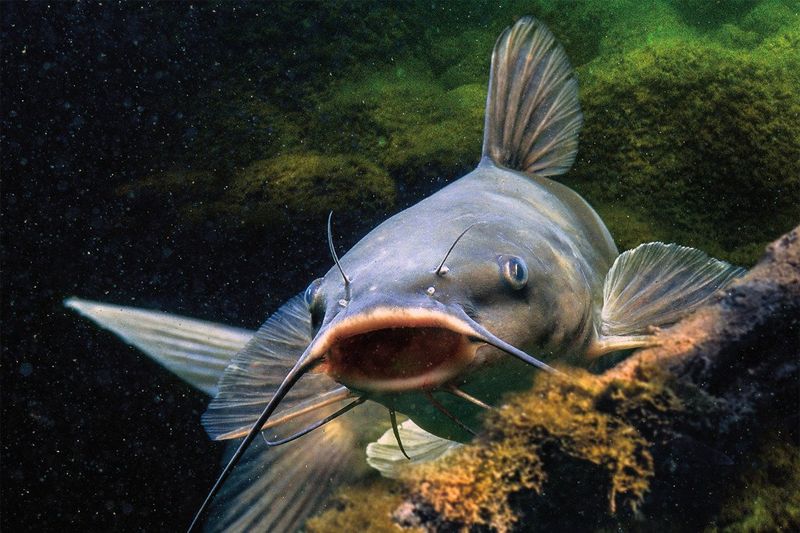 Channel Catfish