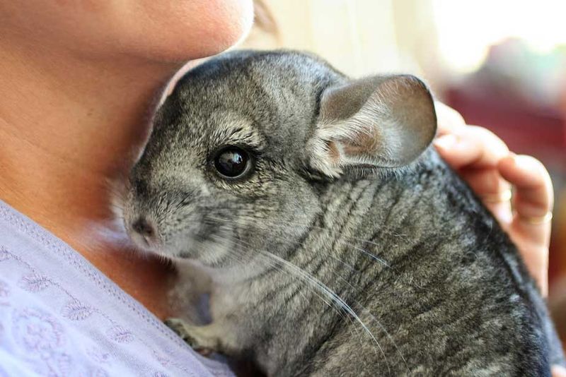 Charming Chinchillas