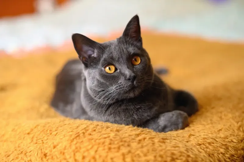 Chartreux