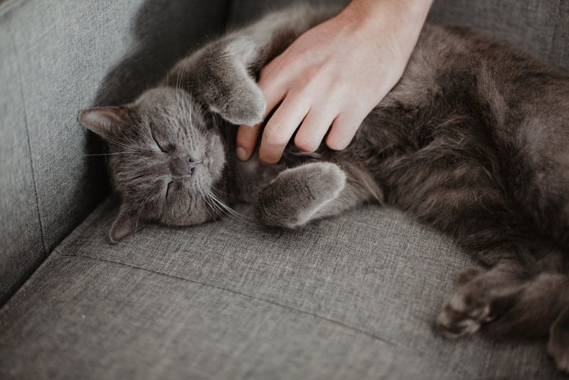 Chartreux