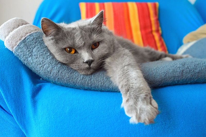 Chartreux