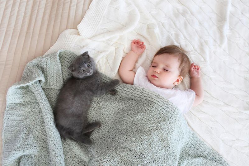 Chartreux