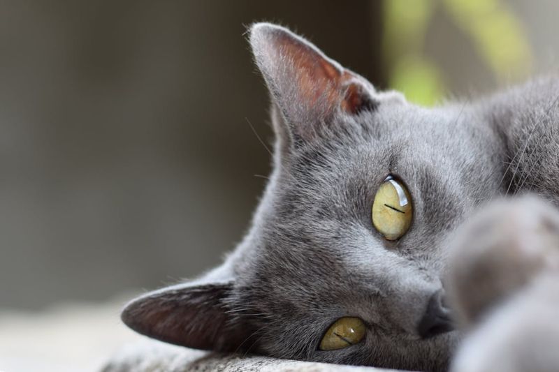 Chartreux