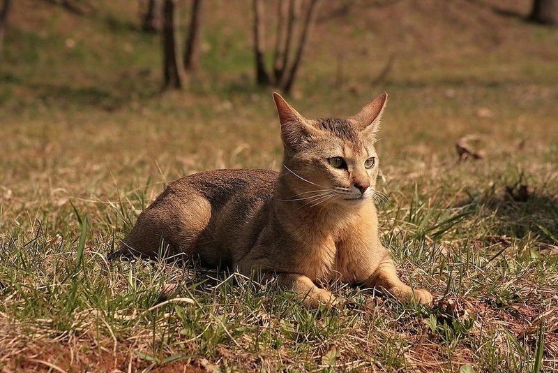 Chausie