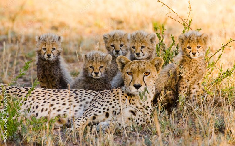 Cheetah