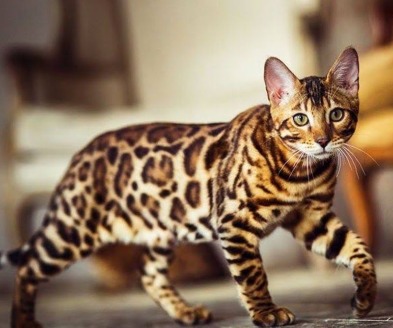 Cheetoh
