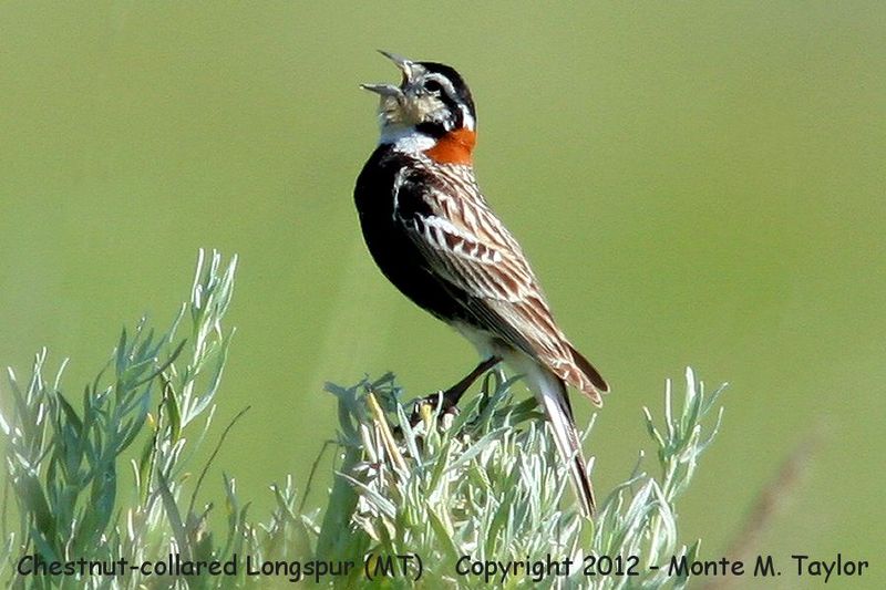 Chestnut-collared Longspur