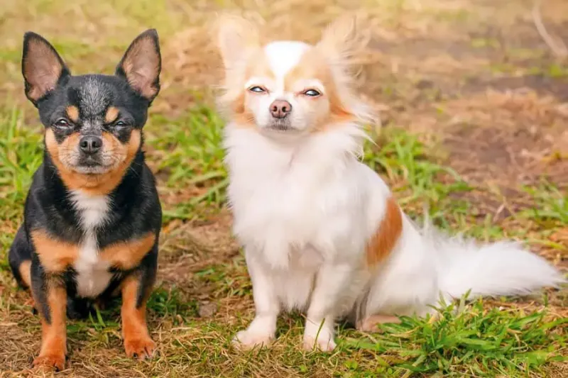 Chihuahua