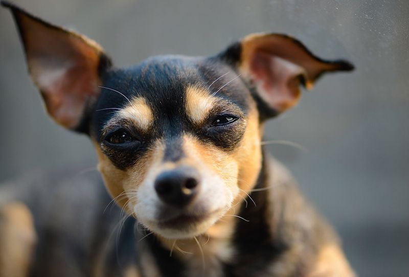 Chihuahua