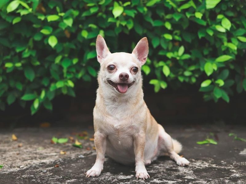 Chihuahua