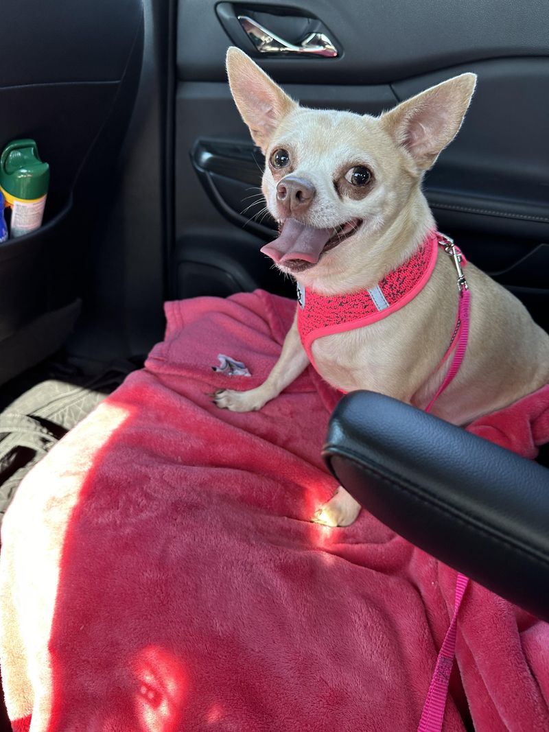 Chihuahua