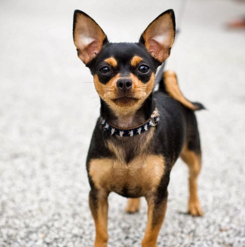 Chihuahua
