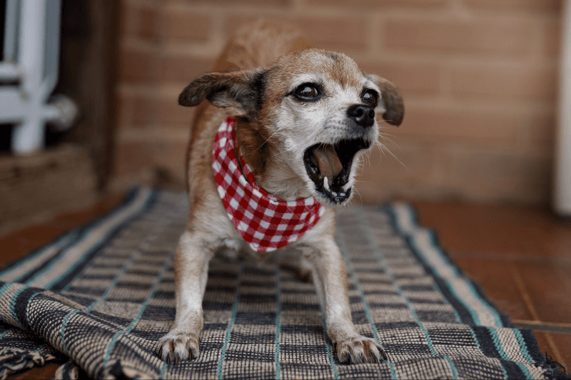 Chihuahua