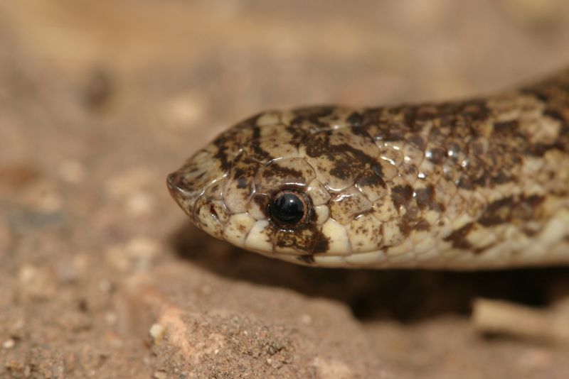 Chihuahuan Hook-nosed Snake