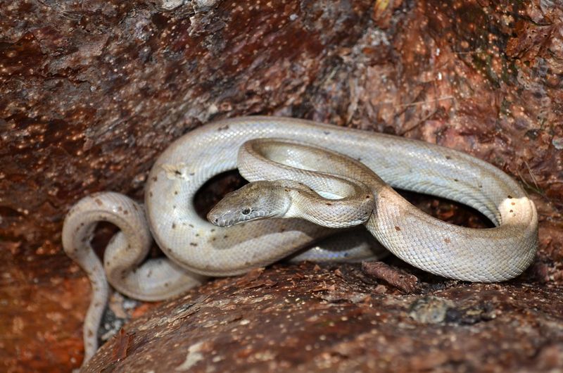 Chilabothrus argentum – Conception Bank Silver Boa