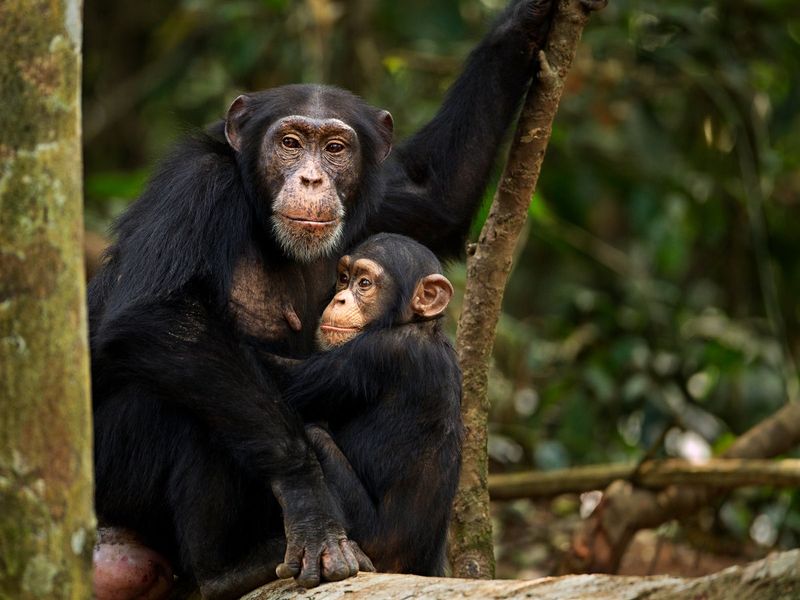 Chimpanzee Parenting
