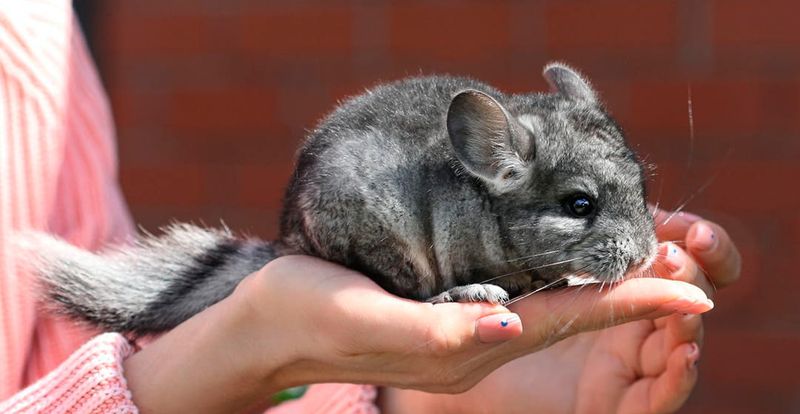 Chinchilla