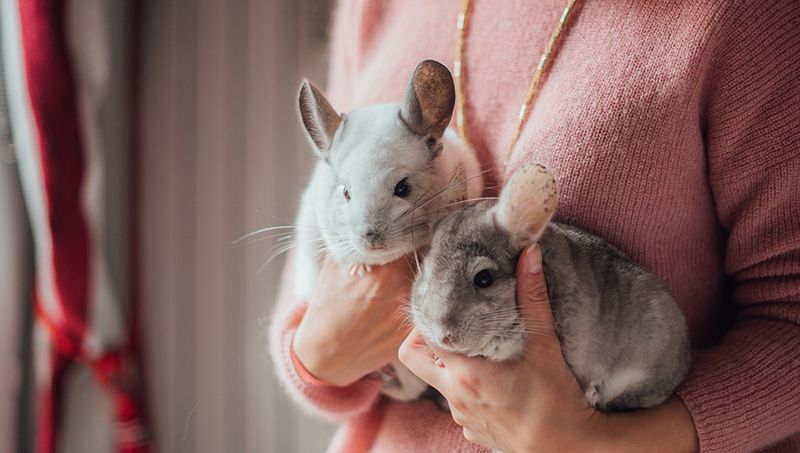 Chinchilla