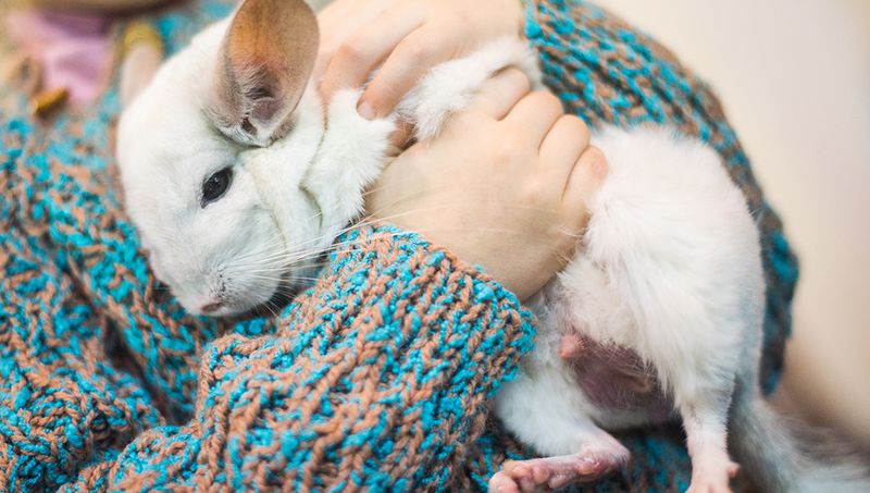 Chinchillas