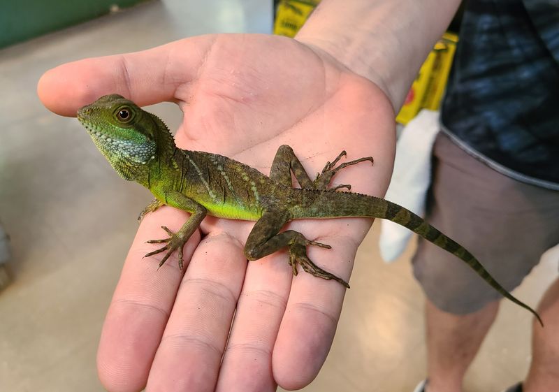 Chinese Water Dragon
