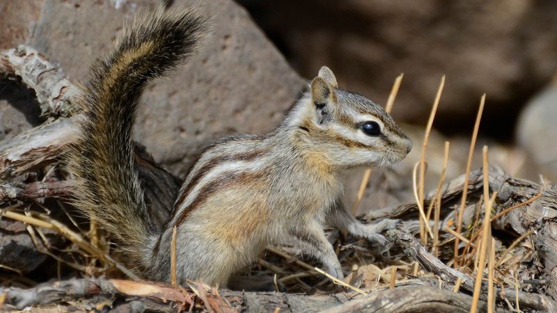 Chipmunk Scurrying at Glacier Basin