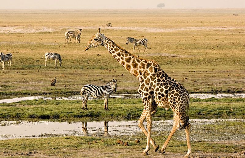 Chobe National Park