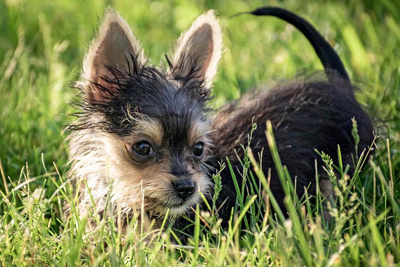 Chorkie