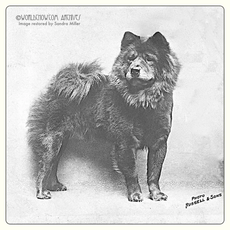 Chow Chow