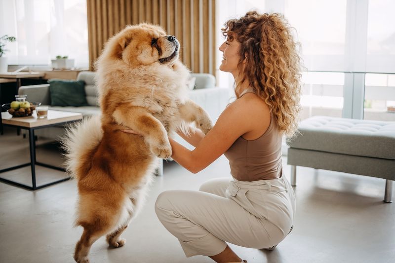 Chow Chow