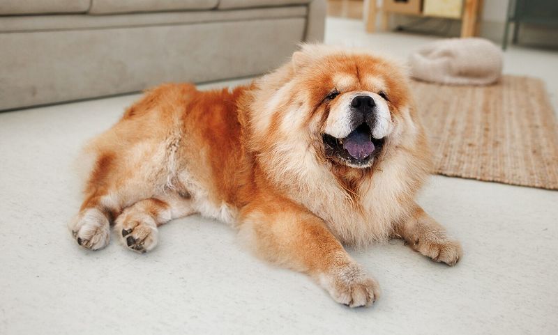 Chow Chow