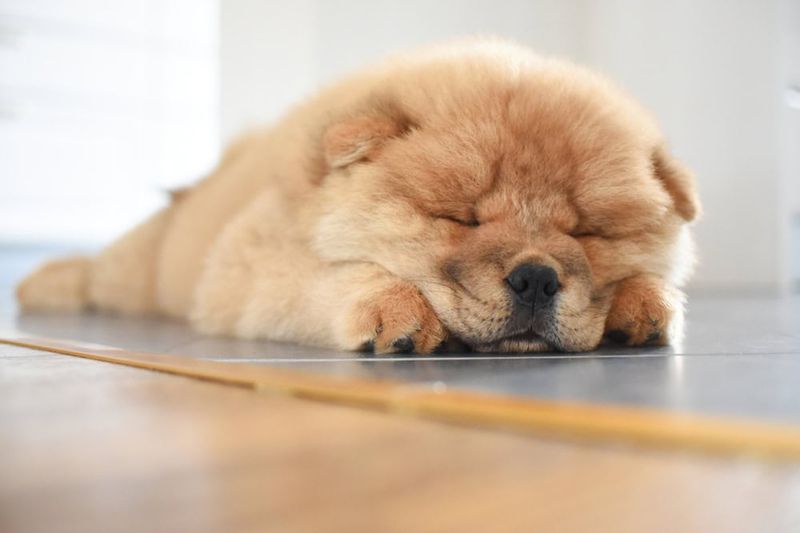 Chow Chow