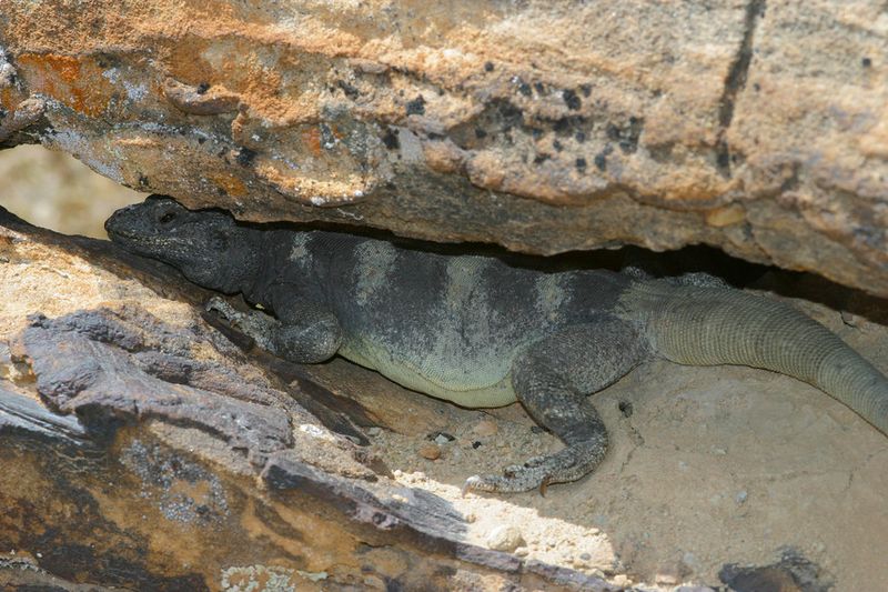 Chuckwalla