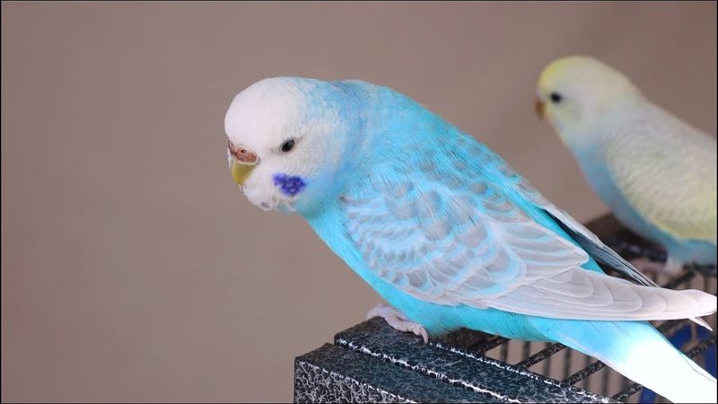 Clearwing Budgie
