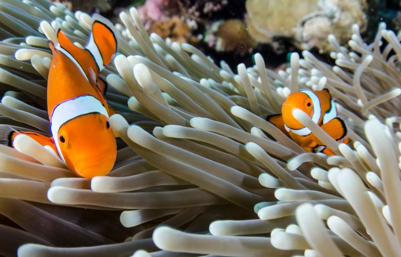 Clownfish: The Colorful Symbiote