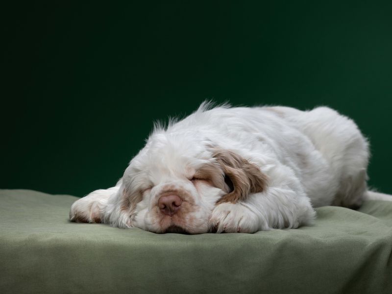 Clumber Spaniel