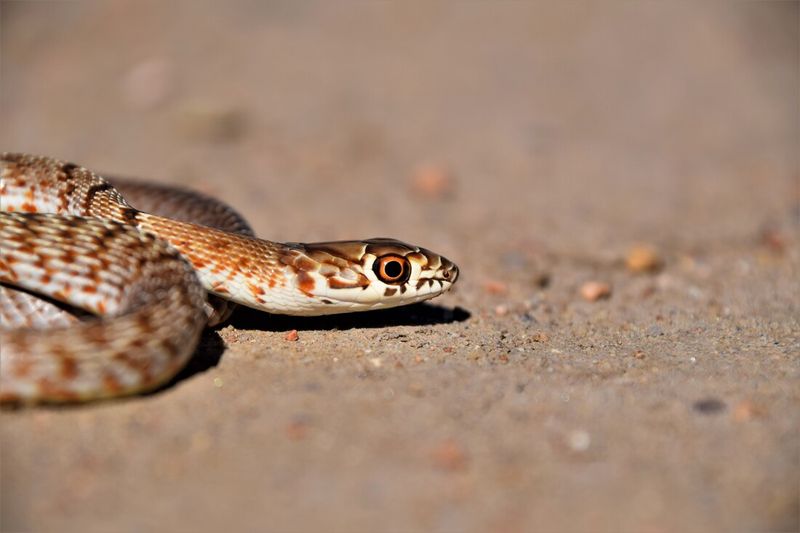 Coachwhip Snake