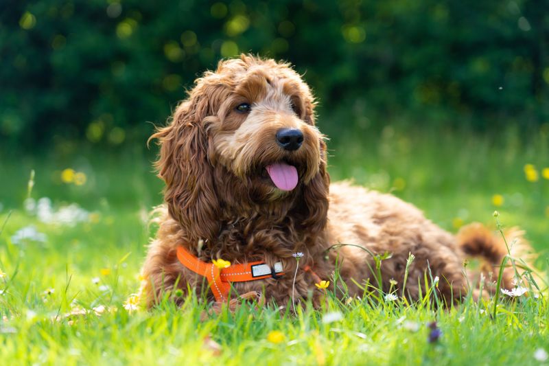 Cockapoo