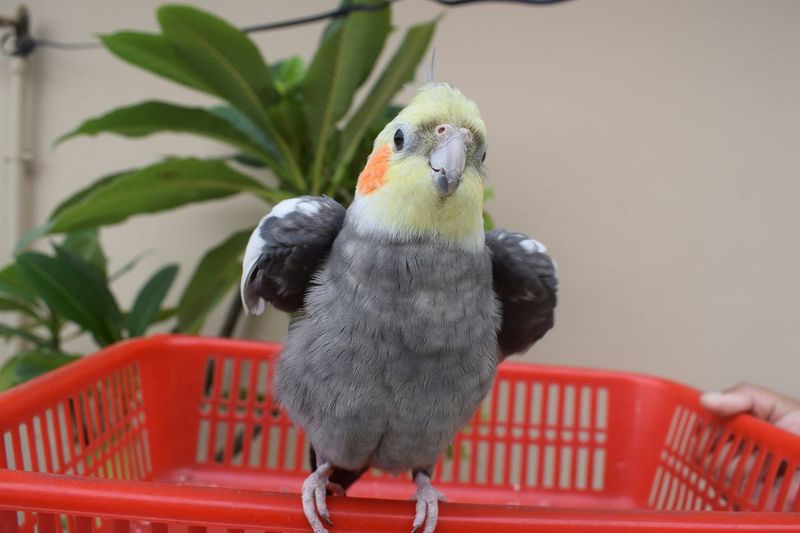 Cockatiel