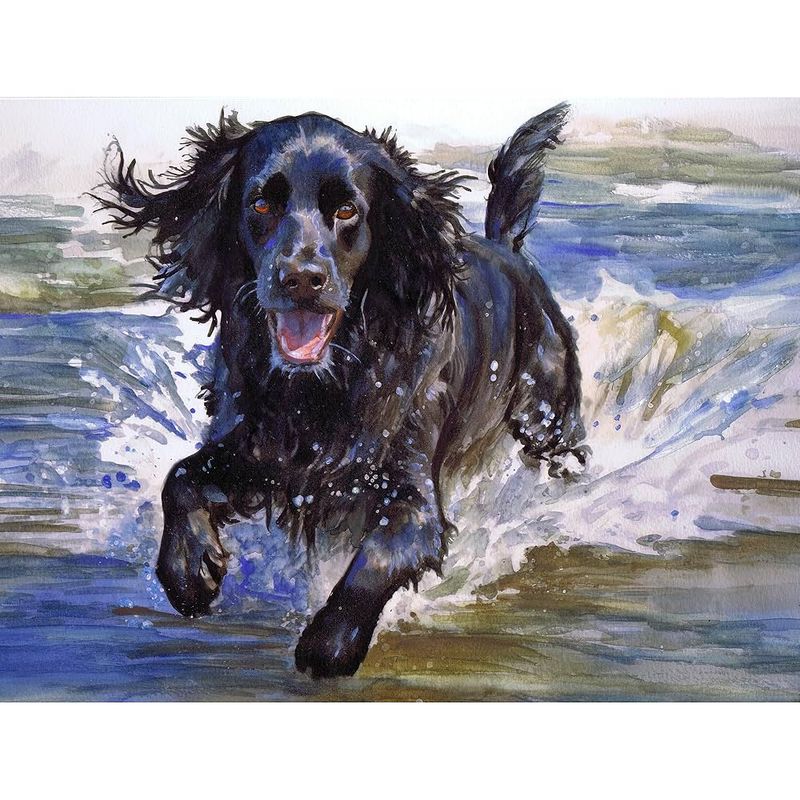 Cocker Spaniel
