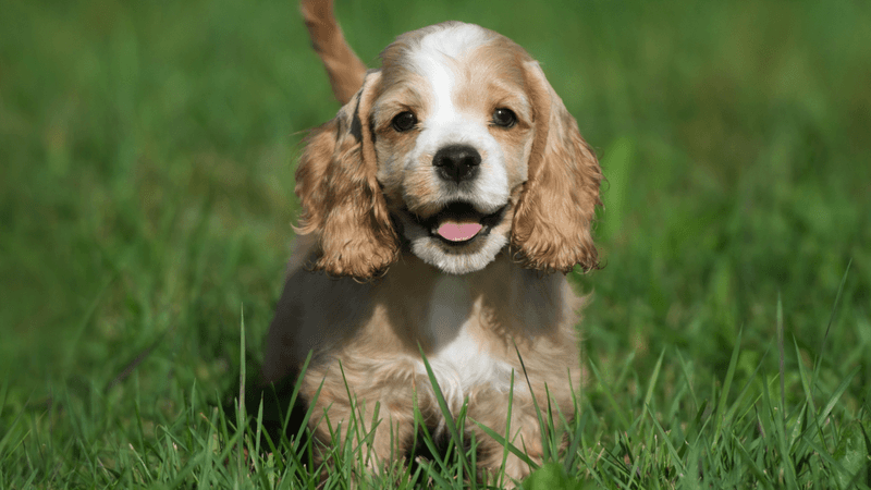 Cocker Spaniel