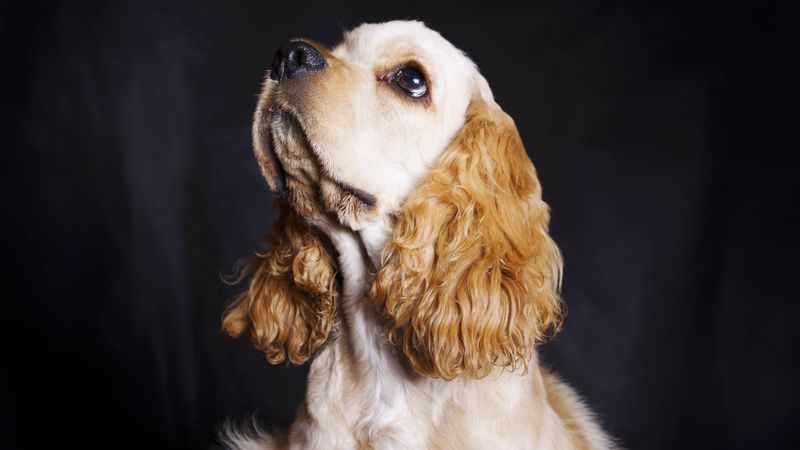 Cocker Spaniel
