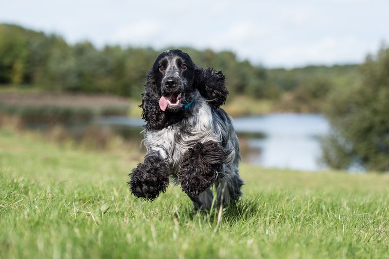 Cocker Spaniel