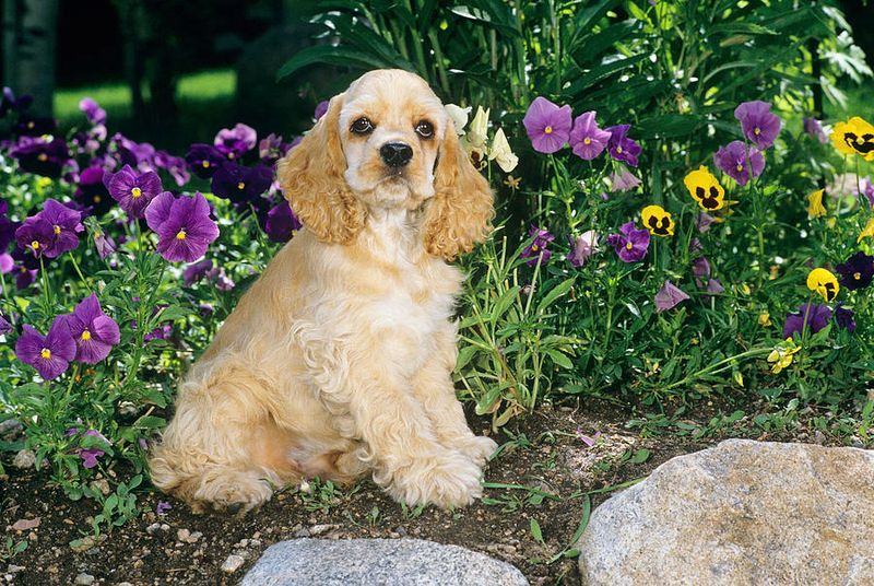 Cocker Spaniel