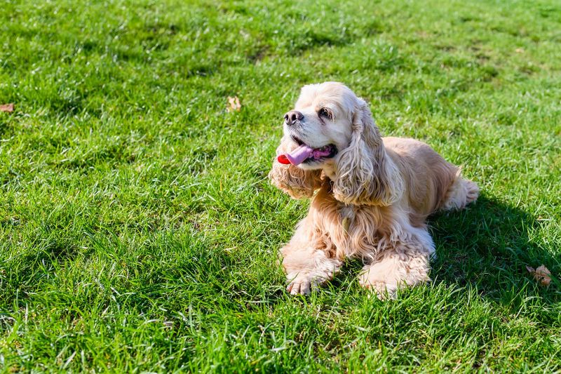 Cocker Spaniel