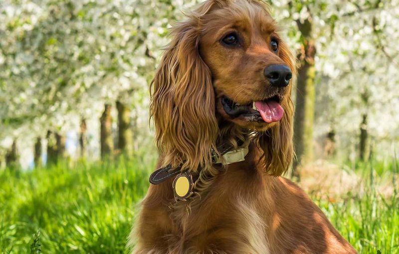Cocker Spaniel