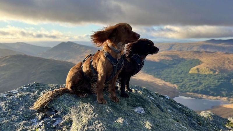 Cocker Spaniel