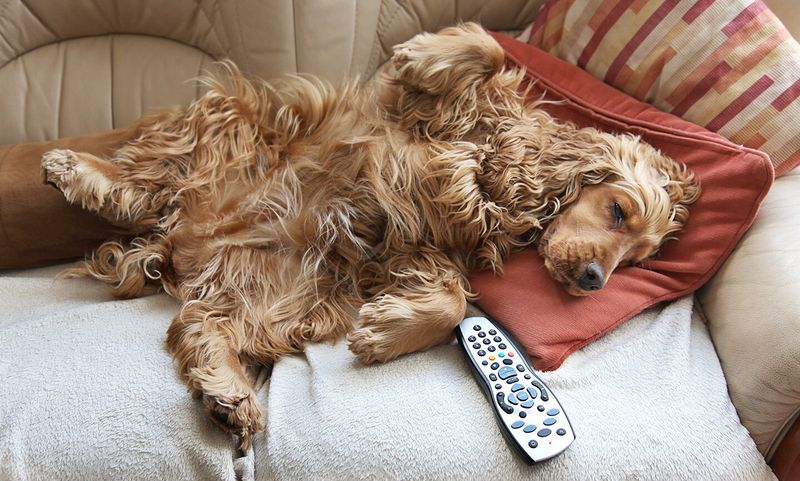 Cocker Spaniel