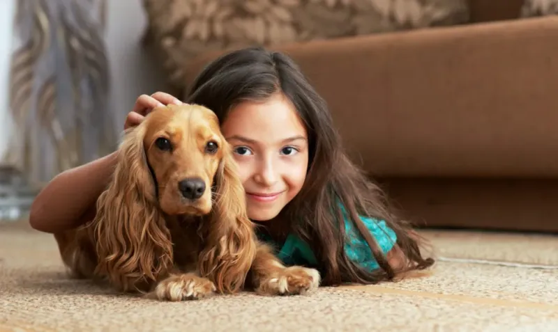 Cocker Spaniel