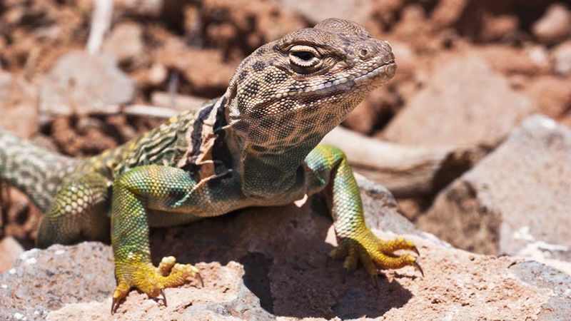Collared Lizard