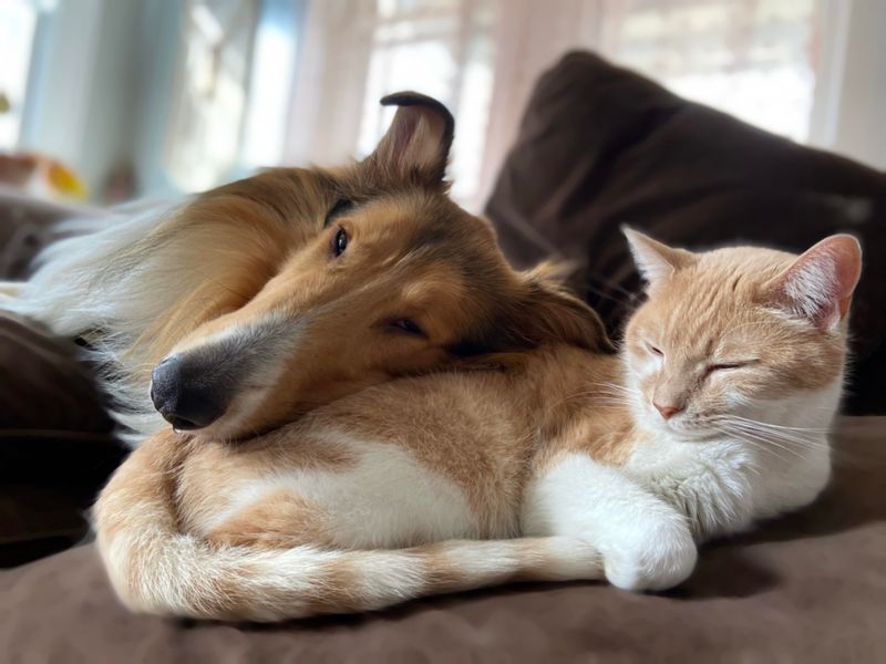 Collie